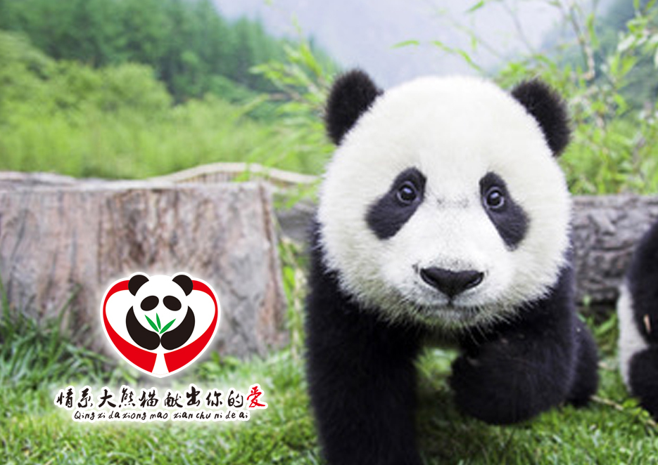 爱护大熊猫 logo设计图0