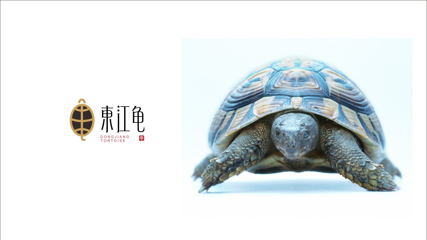 东江龟LOGO设计中标图3