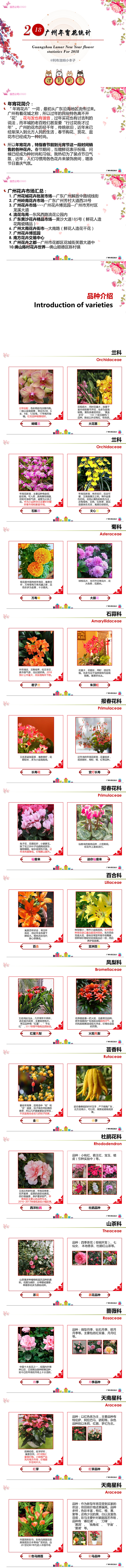 2018广州花卉市场年宵花统计图0