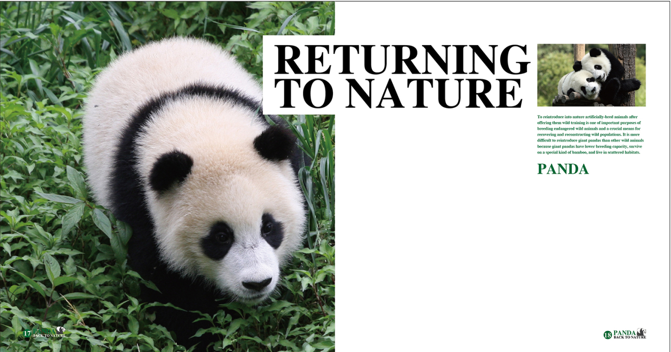 熊猫回归自然图6