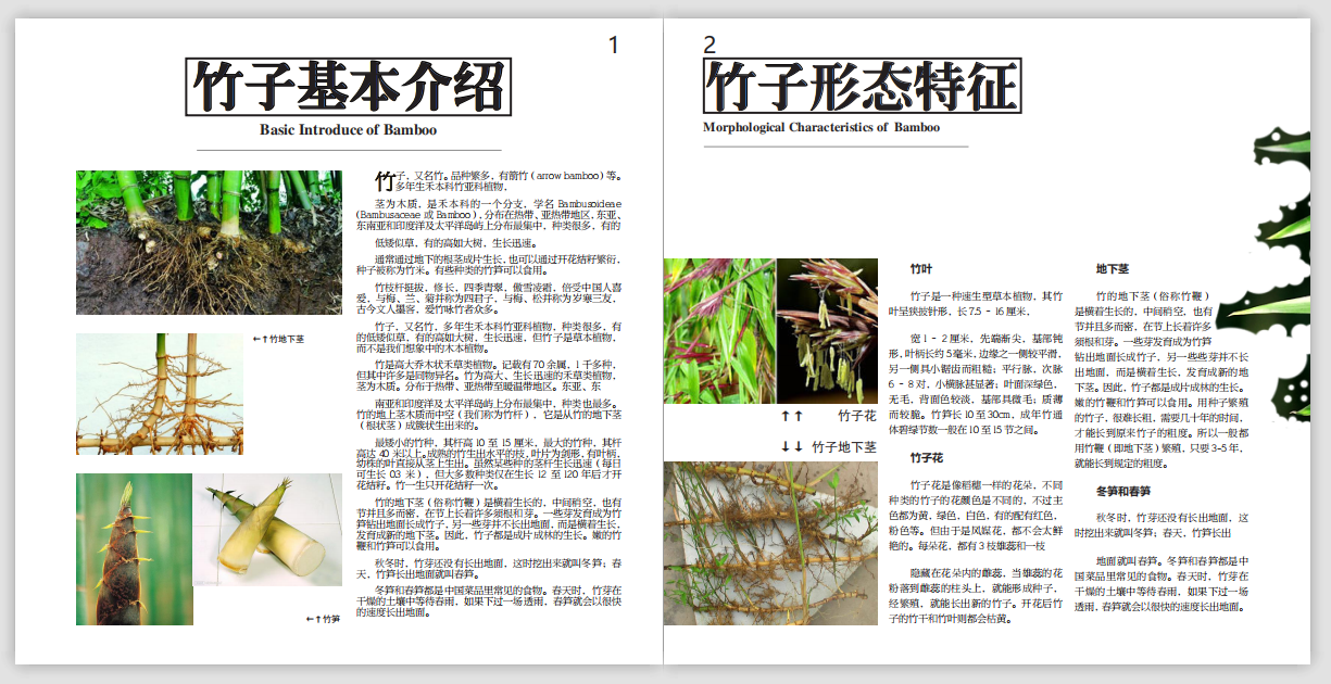 竹文化图册设计图0