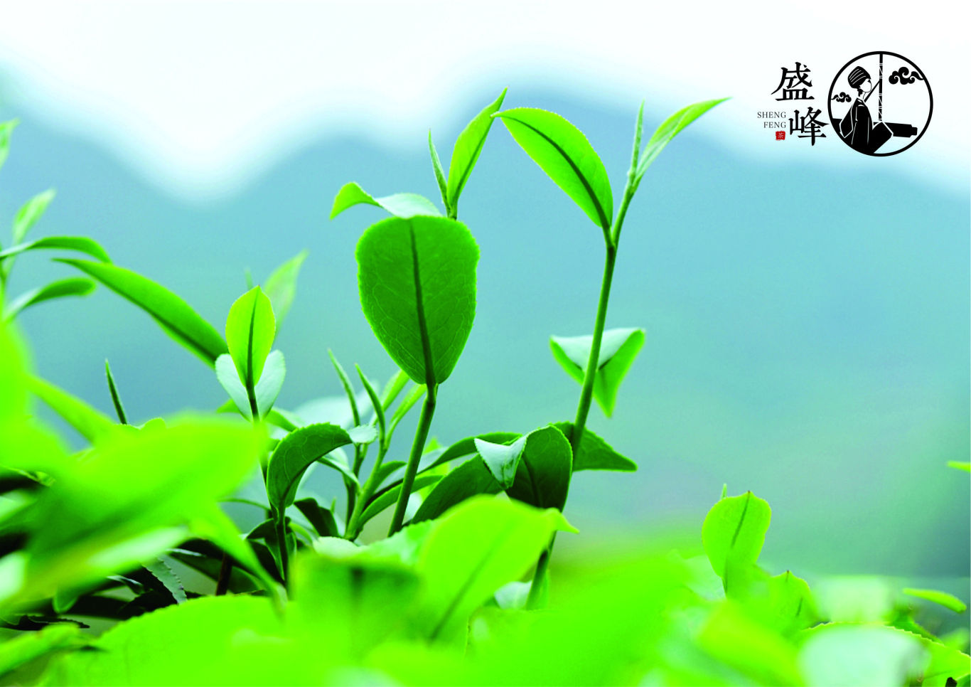 盛峰油茶logo图6