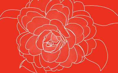 茶花花卉插画设计