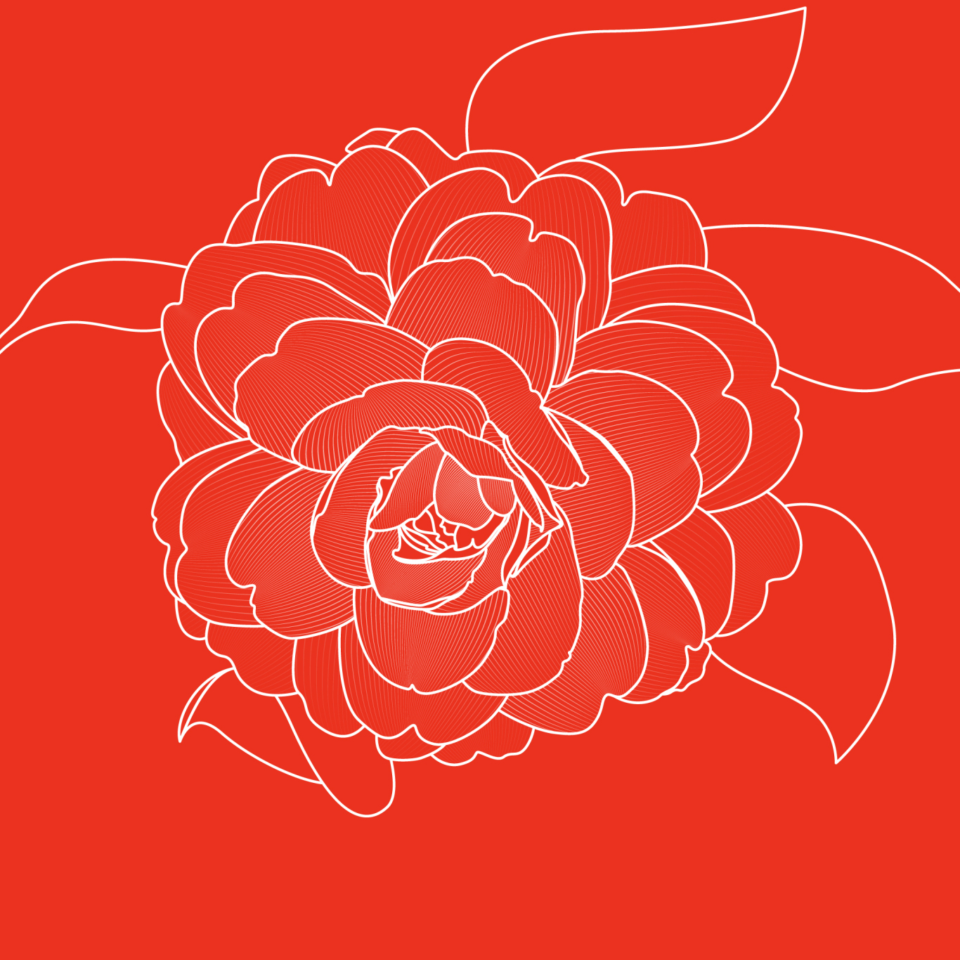 茶花花卉插画设计图1