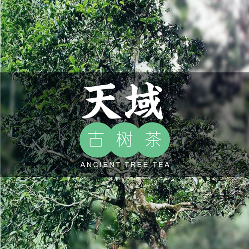 云南古樹茶品牌VI設計