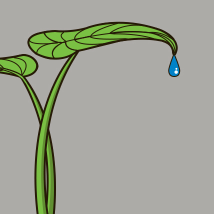滴水观音植物图1