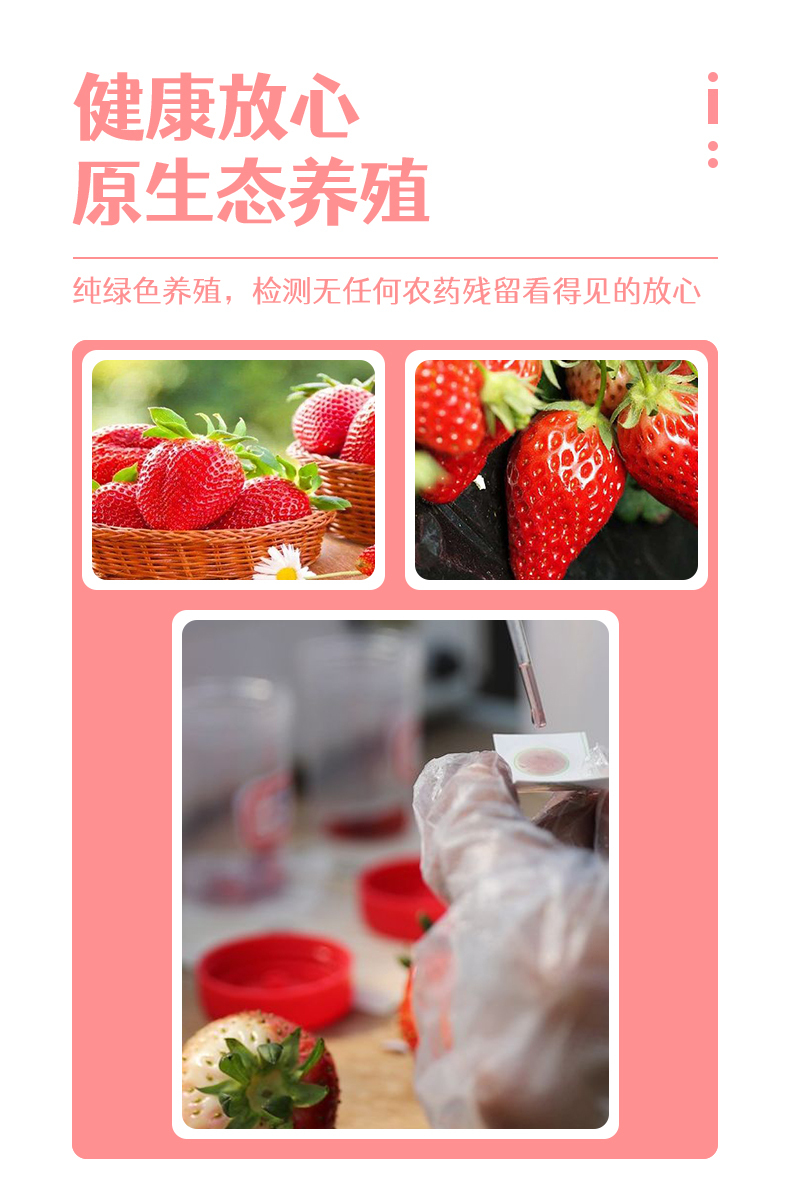 草莓详情案例1图1
