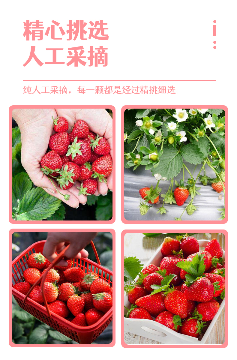 草莓详情案例1图4
