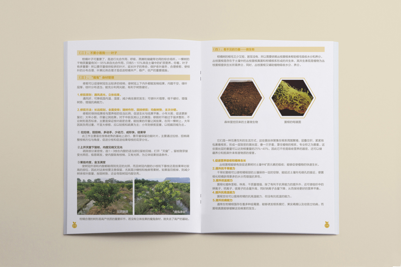 桂北地区柑橘类果树生态种植画册设计图4