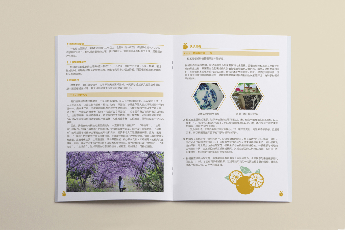 桂北地区柑橘类果树生态种植画册设计图3