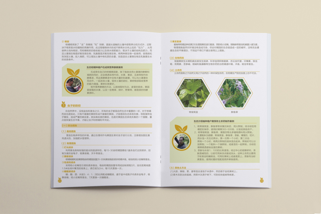 桂北地区柑橘类果树生态种植画册设计图12