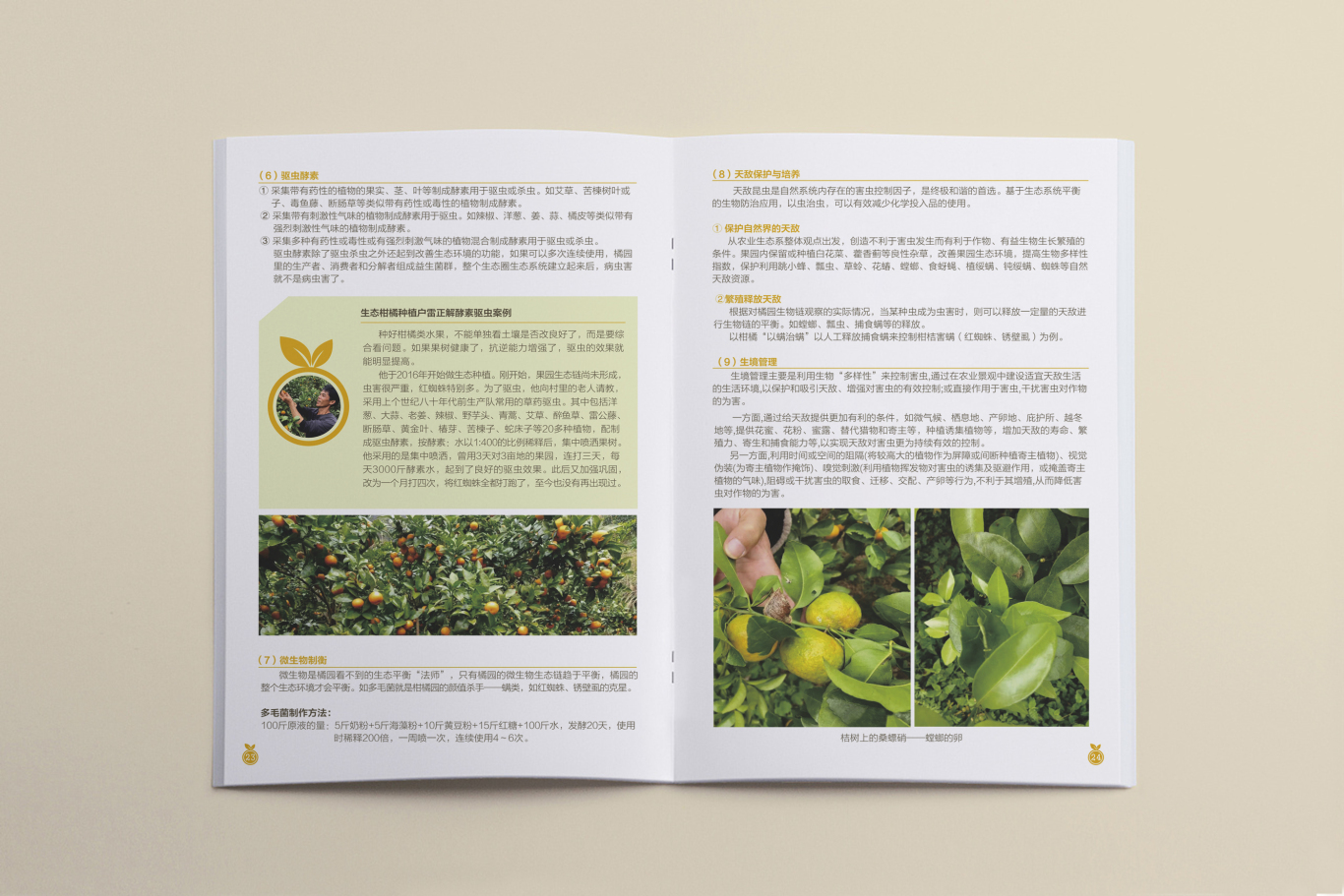 桂北地区柑橘类果树生态种植画册设计图13