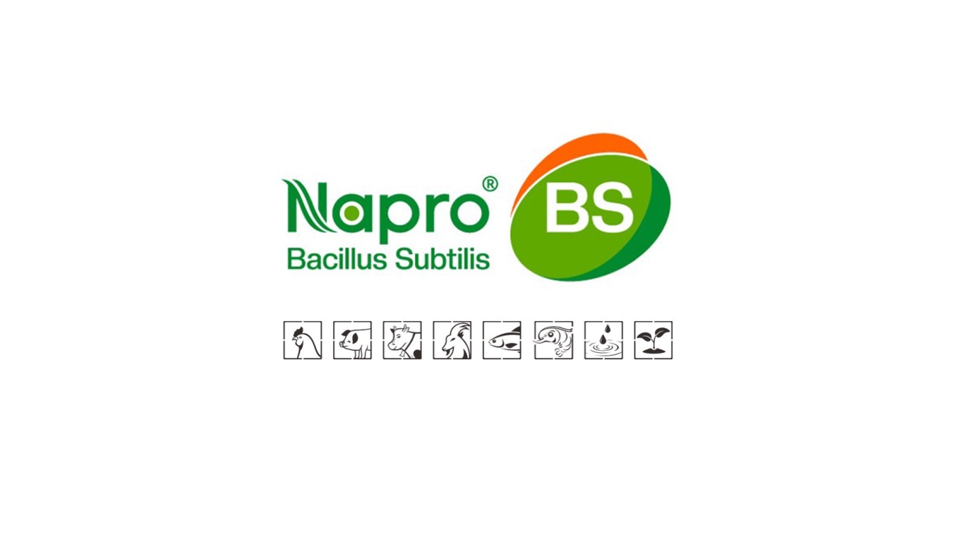BS生物用益生菌类logo设计中标图2