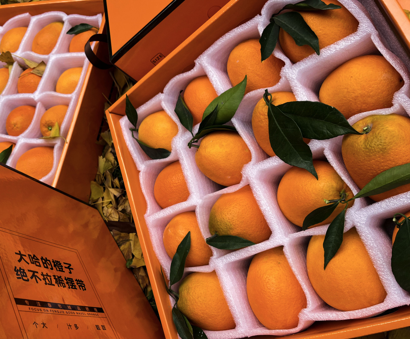 橙子包装图16