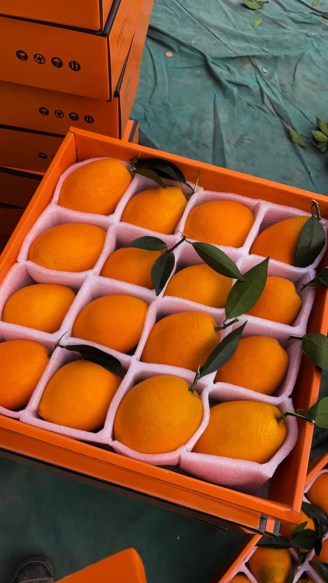 橙子包装图9
