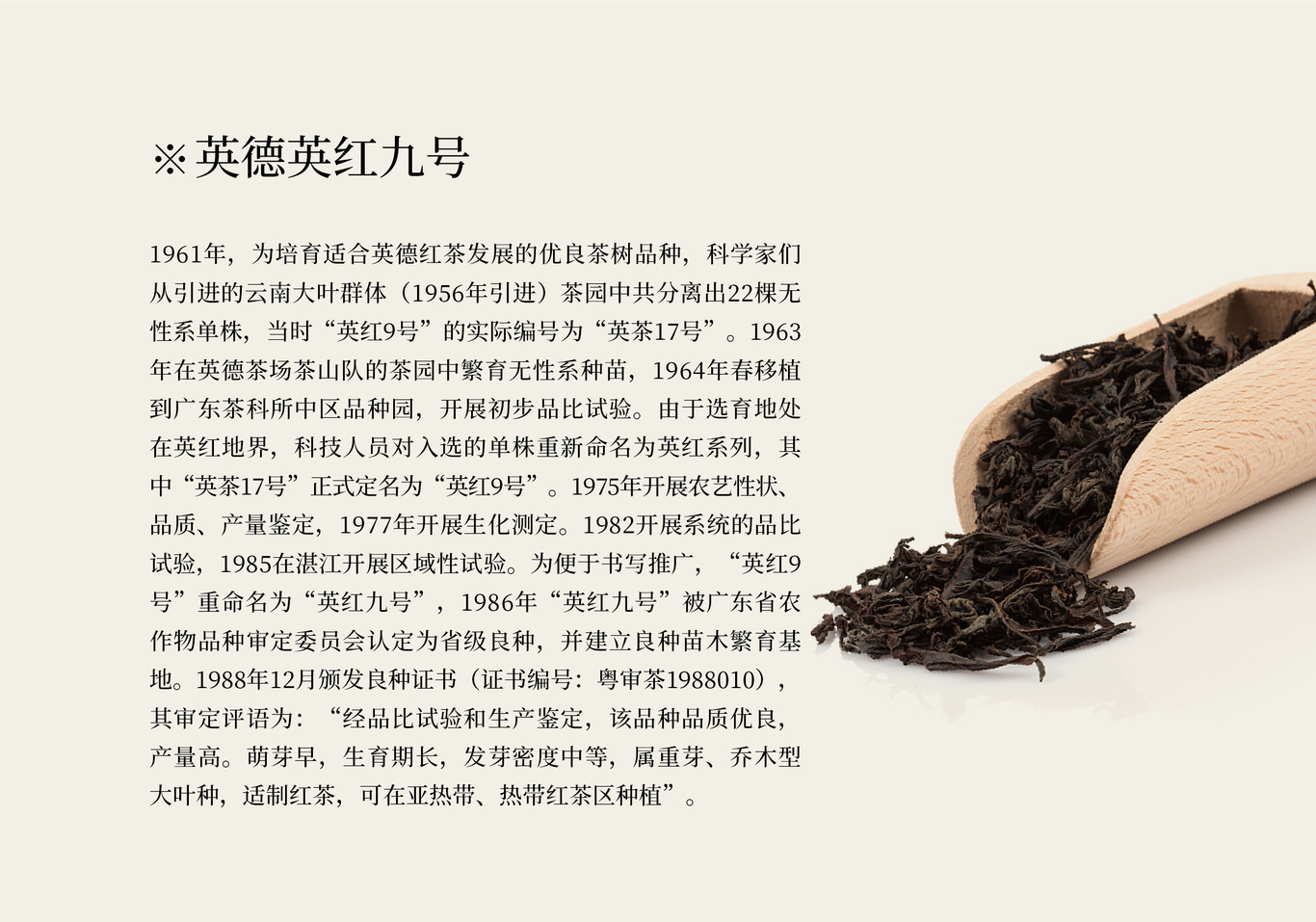 怡品茗英红九号茶包装设计方案图4