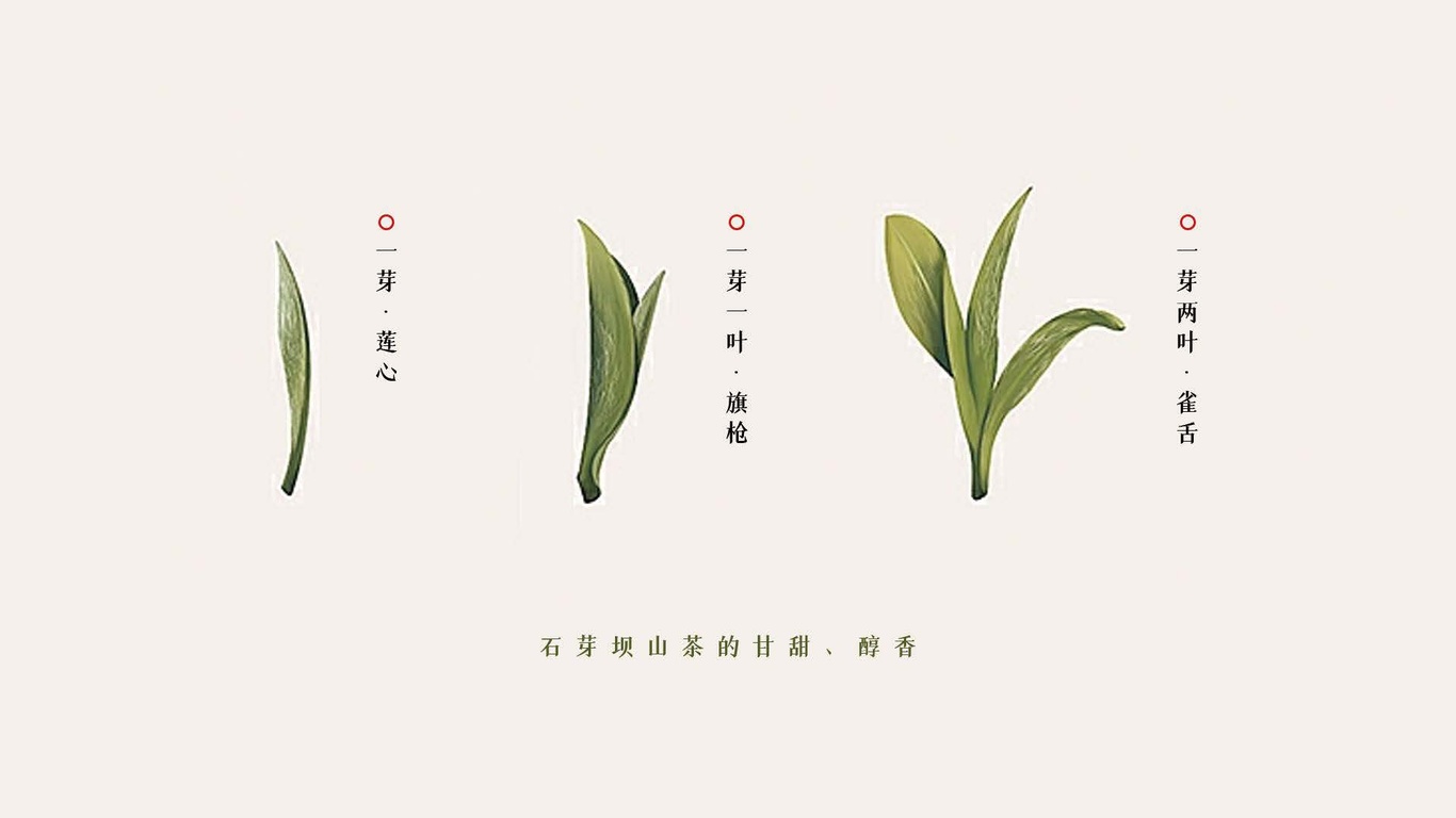 石芽坝茶叶LOGO图2